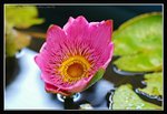 E1-2007 HK Flower Exhibition (190) (ROP framed)