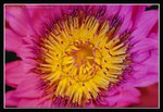 E4-2007 HK Flower Exhibition (193) (ROP framed)