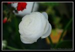 G19-2007 HK Flower Exhibition (206) (ROP framed)