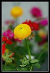 G20-2007 HK Flower Exhibition (207) (ROP framed)
