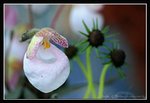 G23-2007 HK Flower Exhibition (222) (ROP framed)