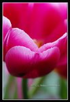 H1d-2007 HK Flower Exhibition 2nd Batch (131) (ROP framed)