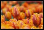 H24-2007 HK Flower Exhibition 2nd Batch (138) (ROP framed)