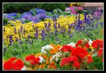 I1-2007 HK Flower Exhibition (23) (ROP frame)