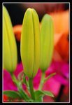I3-2007 HK Flower Exhibition (27) (ROP framed)