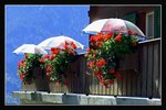 Grindelwald (67) (ROP framed)
