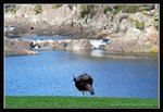 Cataract Gorge (7) (ROP) Comp