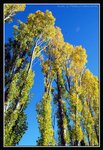Hobart, Road Side (0) (ROP) Comp