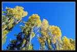 Hobart, Road Side (3) (ROP) Comp