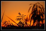 Low Head Sunset (21) (ROP) 2 Comp