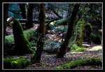 Mount Field National Park (0) (ROP) Comp