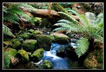 Mount Field National Park (34) Comp