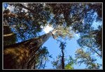 Mount Field National Park (36) (ROP) Comp