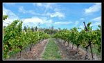 Tamar Valley - St.Matthia's Vineyard (29) (ROP) Comp