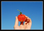 Strawberry Farm (4) (ROP) Comp