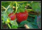 Strawberry Farm (6) (ROP) Comp
