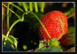 Strawberry Farm (9) (ROP) Comp