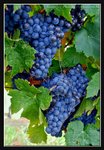 Tamar Valley - St.Matthia's Vineyard (12) (ROP) Comp