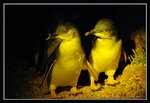 Low Head - Penguins (13) (ROP) Comp
