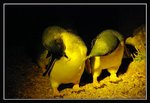 Low Head - Penguins (14) (ROP) Comp