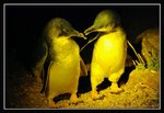 Low Head - Penguins (15) (ROP) Comp