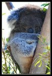 Wildlife Park, Koala Bear (4) (ROP) Comp