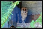 Wildlife Park, Owl (0) V2 (ROP) Comp