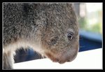Wildlife Park, Wombat (4) (ROP) Comp