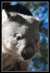 Wildlife Park, Wombat (5) (ROP) Comp