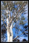 Cataract Gorge (2) (ROP) Comp