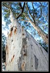 Cataract Gorge (33) (ROP) Comp