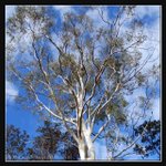 Cataract Gorge (ROP) Comp