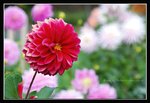 Hobart, Garden (8) (ROP) Comp
