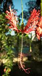 Flower-01