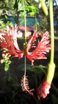 flower02-01