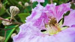flower03-01