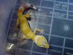 DSC00010