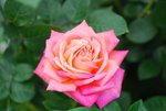DSC_0238a