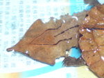 DSC00007