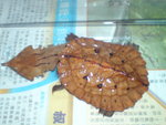 DSC00008