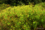 IMG_008c_s