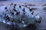 IMG_042c_s