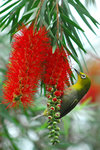 Japanese White-eye at Kowloon park
DSC_1990