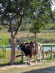 IMG_3461b