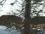 deer1