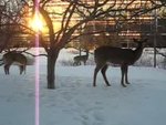 deers3