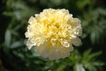 DSC_7615b