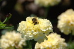 DSC_7617b