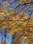 IMG_0727m