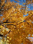 IMG_0737m